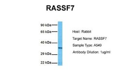 RASSF7 Antibody, Novus Biologicals 100 &mu;L; Unconjugated:Antibodies,